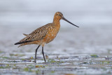 Bar-tailed godwit - Limosa lapponica