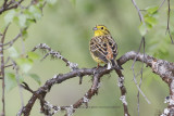 Yellowhammer - Emberiza citrinella