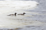 Long-tailed duck - Clangula hyemalis