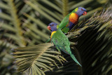 Rainbow Lorikeet - Trichoglossus moluccanus