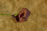 dried flower horiz.jpg