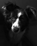 my_dog
