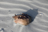 0T5A2793 Horseshoe crab.jpg