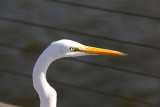 0T5A3976 Shem Creek egret closeup.jpg