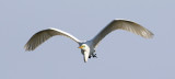 EE5A4919 White Heron.jpg