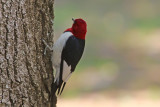 EE5A6016 Red-headed woodpecker.jpg