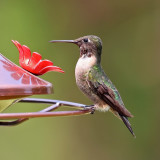 Backyard Hummingbirds