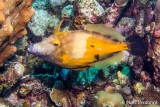 bonaire_2020