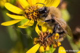 insects_macro