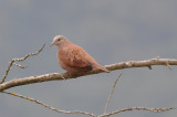 Ruddy_Ground_Dove.JPG