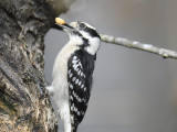 downy woodpecker BRD2407.JPG