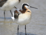 wilsons phalarope BRD3110.JPG