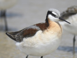 wilsons phalarope BRD3131.JPG