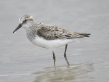 semipalmated sandpiper BRD3437.JPG