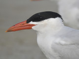 caspian tern BRD3893.JPG
