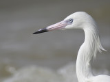 reddish egret BRD3998.JPG