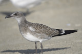 laughing gull BRD5307.JPG