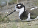 black-necked stilt BRD5697.JPG