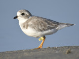 piping plover band BRD6501.JPG