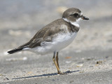 semipalmated plover BRD6879.JPG