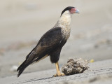 crested caracara BRD7906.JPG