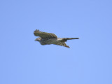 sharp-shinned hawk BRD9150.JPG