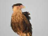 crested caracara BRD9268.JPG