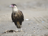 crested caracara BRD8588.JPG