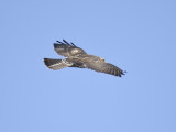 broad-winged hawk BRD9490.JPG