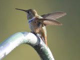 rufous hummingbird BRD9452.JPG