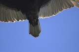 turkey vulture BRD9663.JPG