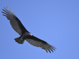 turkey vulture BRD9694.JPG
