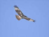 red-tailed hawk BRD0266.JPG