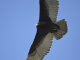 turkey vulture BRD0472.JPG
