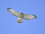 broad-winged hawk BRD0689.JPG