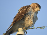 red-tailed hawk BRD0981.JPG