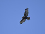 red-tailed hawk harlanss BRD1553.JPG