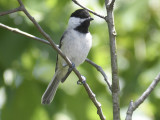 carolina chickadee BRD2793.JPG