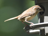 carolina wren BRD2855.JPG