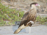 crested caracara BRD2885.JPG