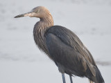 reddish egret BRD2900.JPG