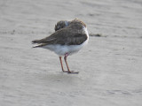 wilsons plover band BRD2894.JPG