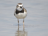wilson's plover BRD2941.JPG
