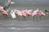 roseate spoonbill BRD3040.JPG