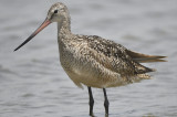 marbled godwit BRD3236.JPG