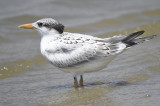 sandwich tern BRD3226.JPG