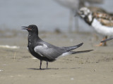 black tern BRD3193.JPG