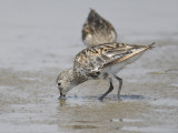 dunlin BRD3153.JPG
