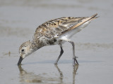 dunlin BRD3159.JPG