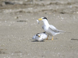 least tern BRD3144.JPG